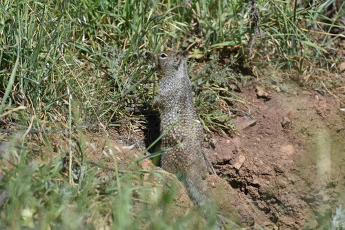iNaturalist observation photo of California Ground Squirrel