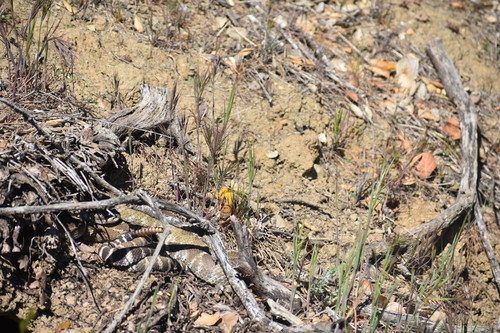 iNaturalist observation photo of Northern Pacific Rattlesnake
