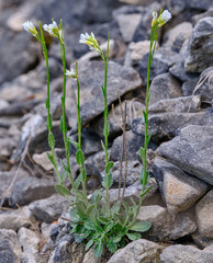 Pseudoturritis turrita