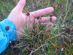 Juncus caespiticius