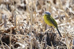 Motacilla flava beema