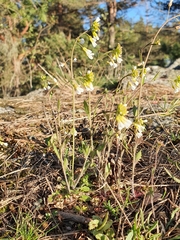 Arabidopsis suecica