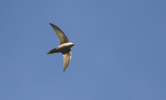 Chaetura meridionalis
