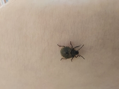 Pentatomini