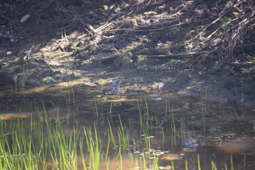 iNaturalist observation photo of White-crowned Sparrow