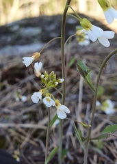 Arabidopsis suecica