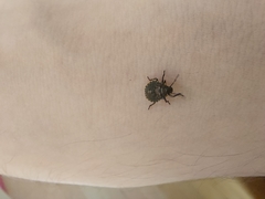 Pentatomini