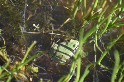 iNaturalist observation photo of Pacific chorus frog
