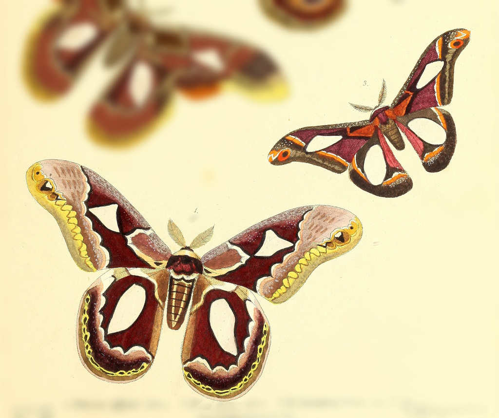 Rothschildia zacateca