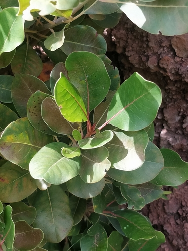 Sideroxylon mirmulano (Sideroxylon mirmulano)