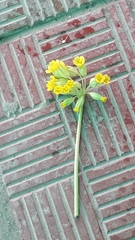 Primula veris