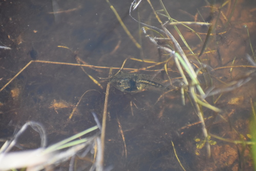 iNaturalist observation photo of Frogs and Toads