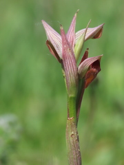 Serapias parviflora