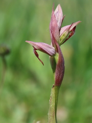Serapias parviflora