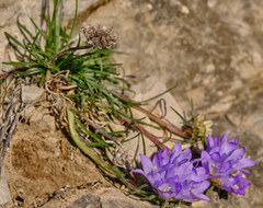 Edraianthus