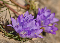 Edraianthus