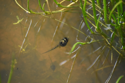 iNaturalist observation photo of Frogs and Toads