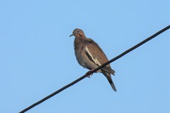 Zenaida asiatica asiatica