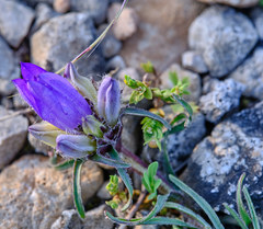 Edraianthus