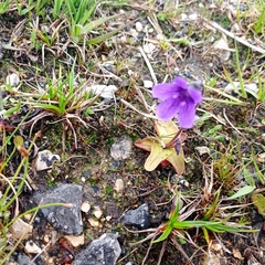 Pinguicula grandiflora