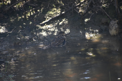 iNaturalist observation photo of Golden-crowned Sparrow