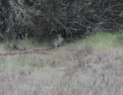 iNaturalist observation photo of Brush Rabbit