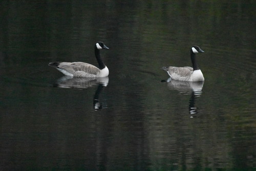 iNaturalist observation photo of Canada Goose