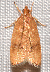 Psilocorsis cryptolechiella