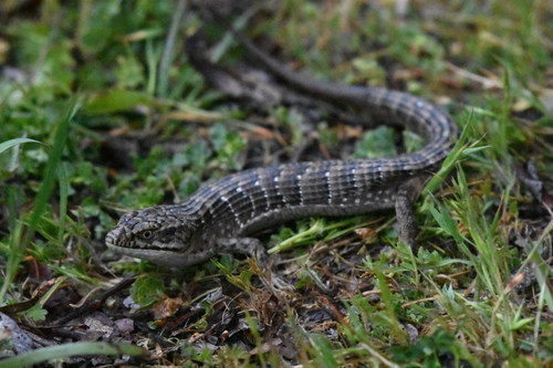 iNaturalist observation photo of Southern Alligator Lizard