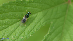 Microchrysa flaviventris