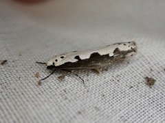 Ethmia bipunctella