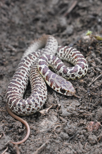 iNaturalist observation photo of Western Yellow-bellied Racer