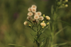 Angiospermae