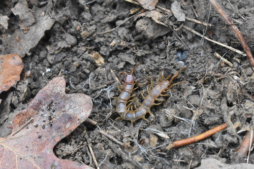 iNaturalist observation photo of Pseudolithobius megaloporus