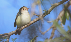 Euscarthmus meloryphus