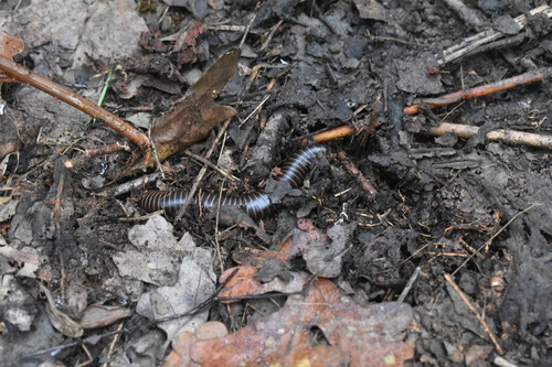 iNaturalist observation photo of Tylobolus