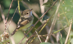 Euscarthmus meloryphus