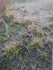 Juncus caespiticius