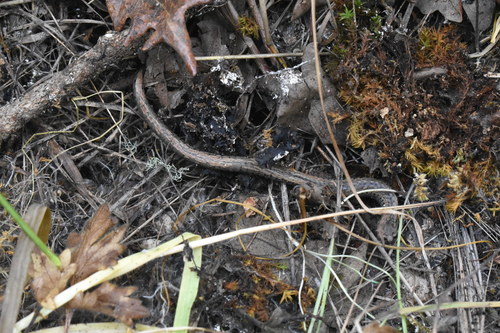 iNaturalist observation photo of California Slender Salamander