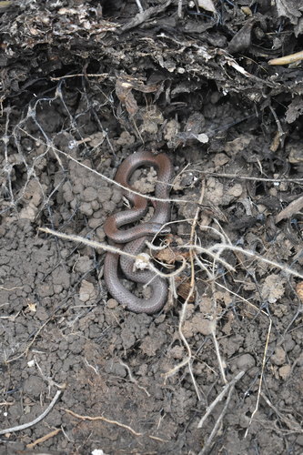 iNaturalist observation photo of Common Sharp-tailed Snake