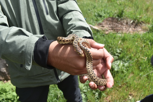 iNaturalist observation photo of Pacific Gopher Snake