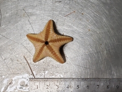 Ctenodiscus crispatus