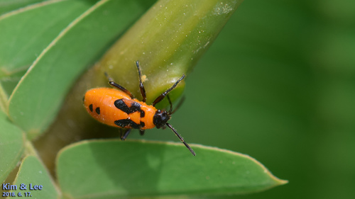Tropidothorax cruciger