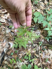 Trepocarpus aethusae