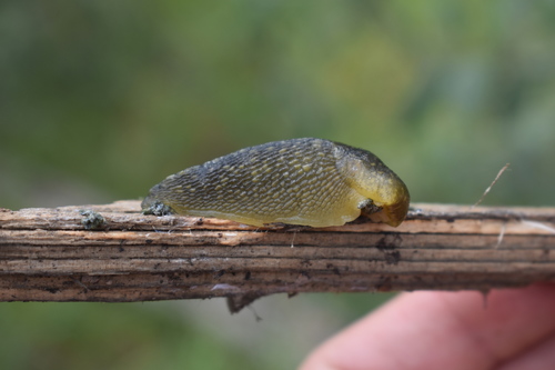 iNaturalist observation photo of Yellow Cellar Slug