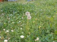 Taraxacum