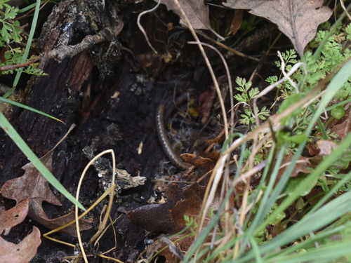 iNaturalist observation photo of California Slender Salamander