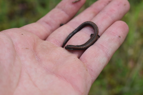 iNaturalist observation photo of California Slender Salamander