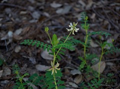Astragalus agnicidus