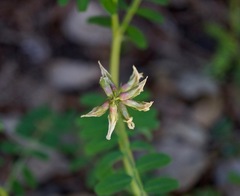 Astragalus agnicidus